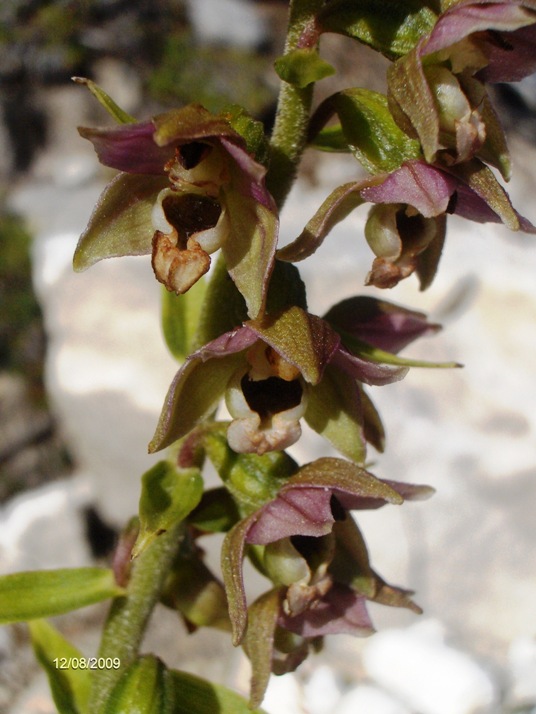 Epipactis atrorubens